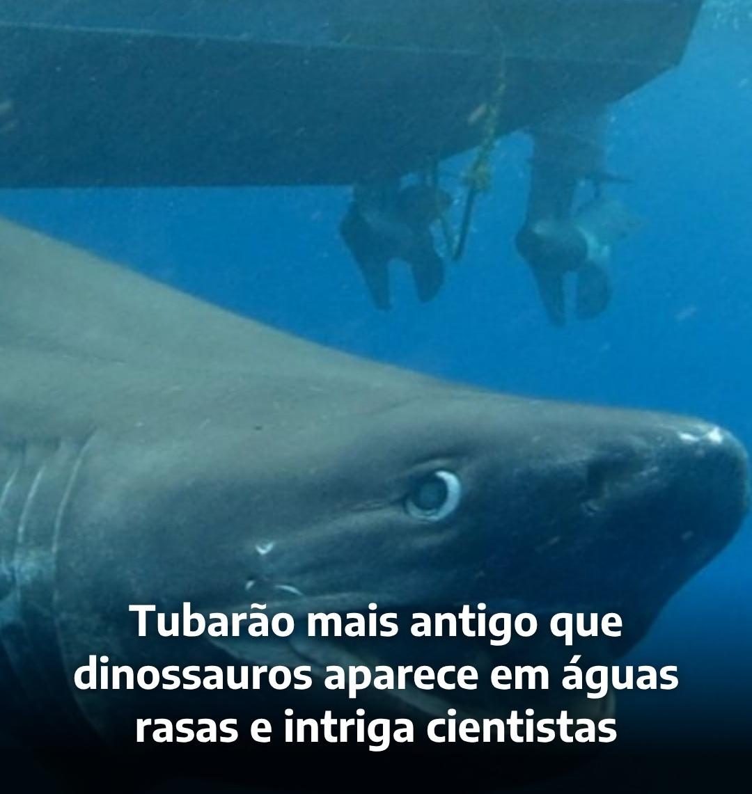Tubarão mais antigo que os dinossauros aparece em águas rasas e intriga cientistas
